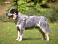 /album/fotos/australian-cattle-dog-jpg/