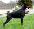 /album/fotos1/doberman-jpg/
