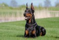 /album/fotos1/dobermann-jpg/